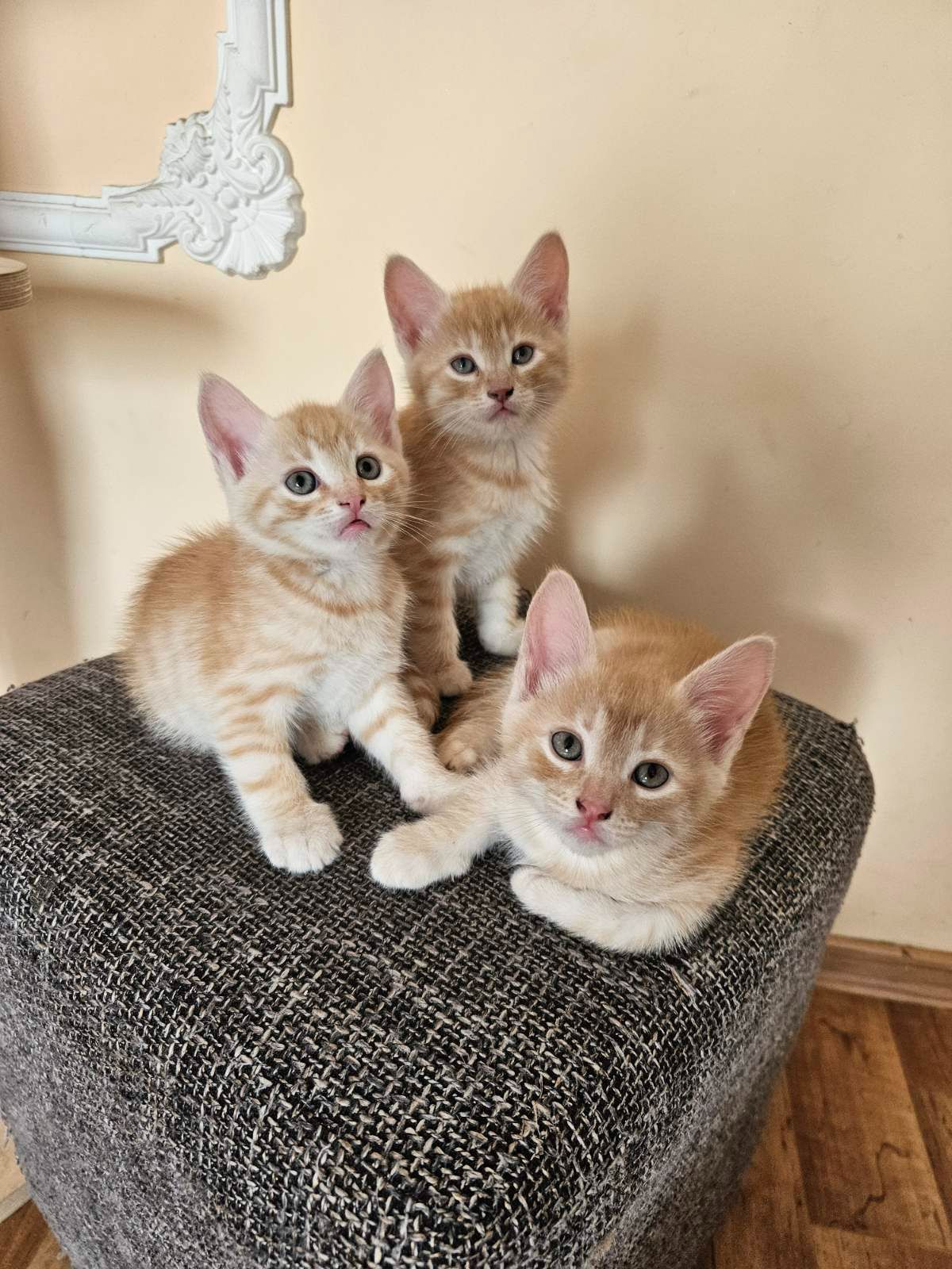 Отдам котят безплатно