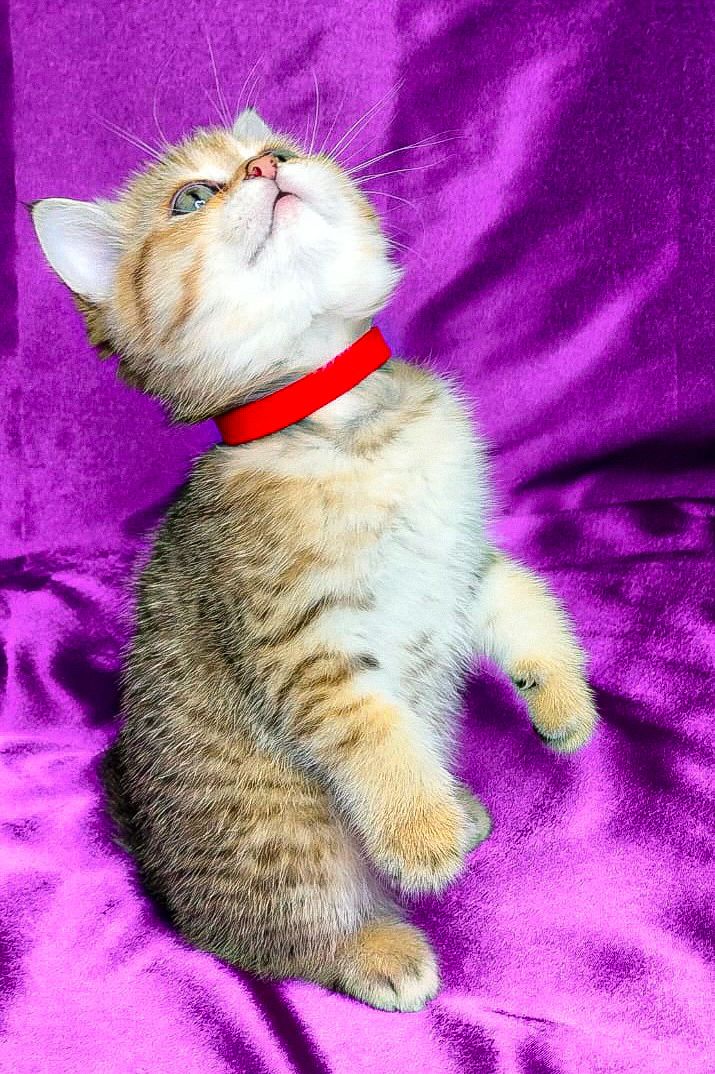 Шотландська Золота Шиншила ny-24 (tabbi)