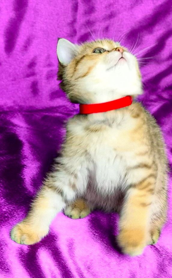 Шотландська Золота Шиншила ny-24 (tabbi)