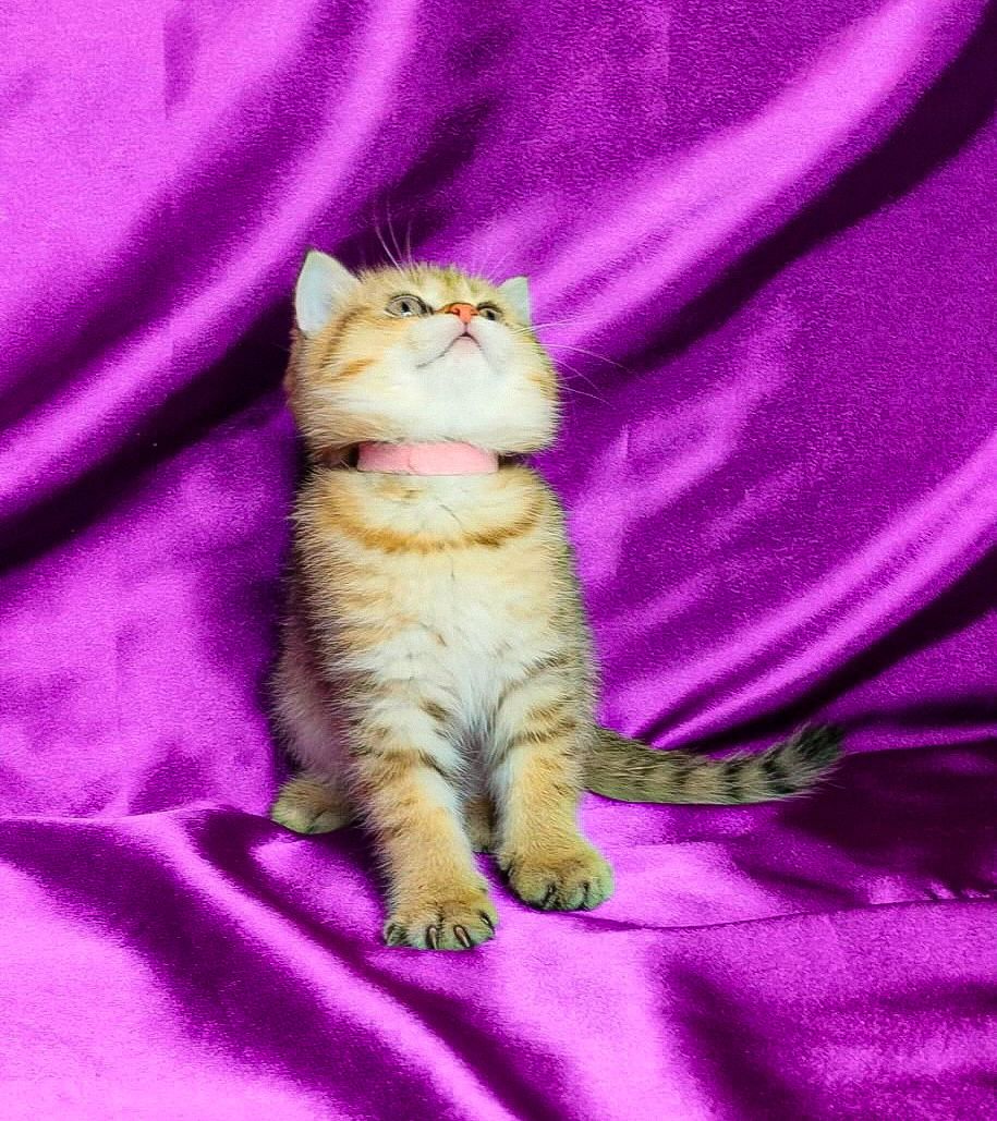 Шотландська Золота Шиншила ny-24 (tabbi)