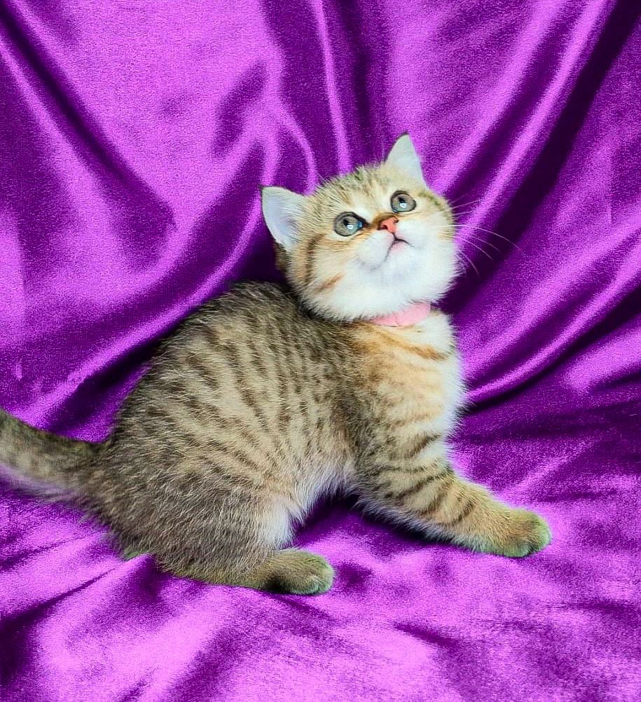 Шотландська Золота Шиншила ny-24 (tabbi)