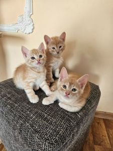 Отдам котят безплатно