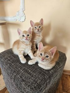 Отдам котят безплатно