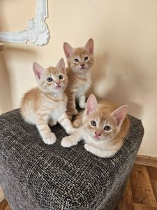 Отдам котят безплатно