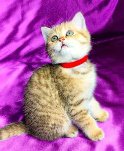 Шотландська Золота Шиншила ny-24 (tabbi)