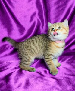 Шотландська Золота Шиншила ny-24 (tabbi)