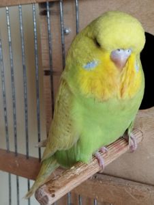 Виставковий хвилястий папуга, дівчинка Чех