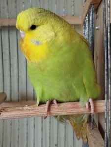 Виставковий хвилястий папуга, дівчинка Чех