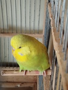 Виставковий хвилястий папуга, дівчинка Чех