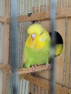 Виставковий хвилястий папуга, дівчинка Чех