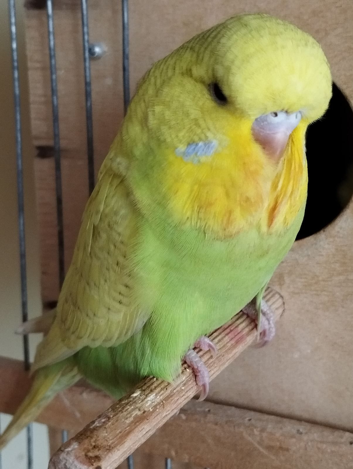 Виставковий хвилястий папуга, дівчинка Чех