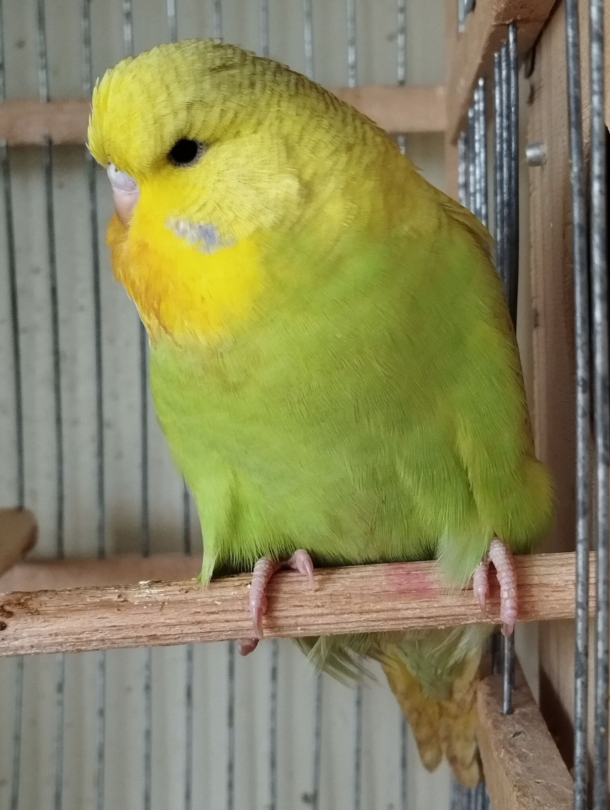 Виставковий хвилястий папуга, дівчинка Чех