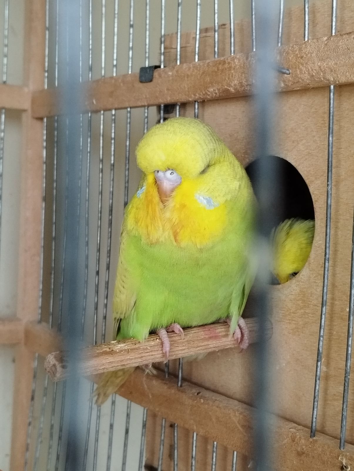 Виставковий хвилястий папуга, дівчинка Чех