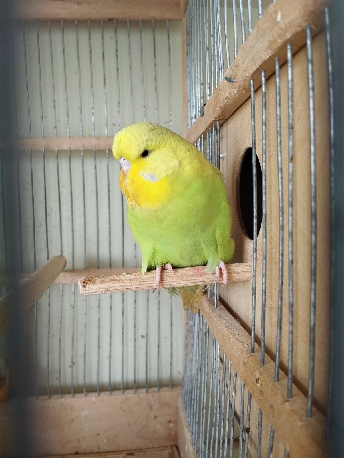 Виставковий хвилястий папуга, дівчинка Чех