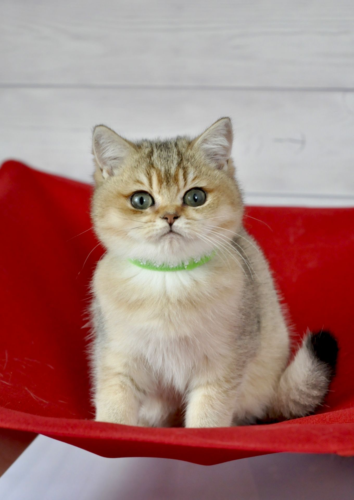 Золоті британці шиншила