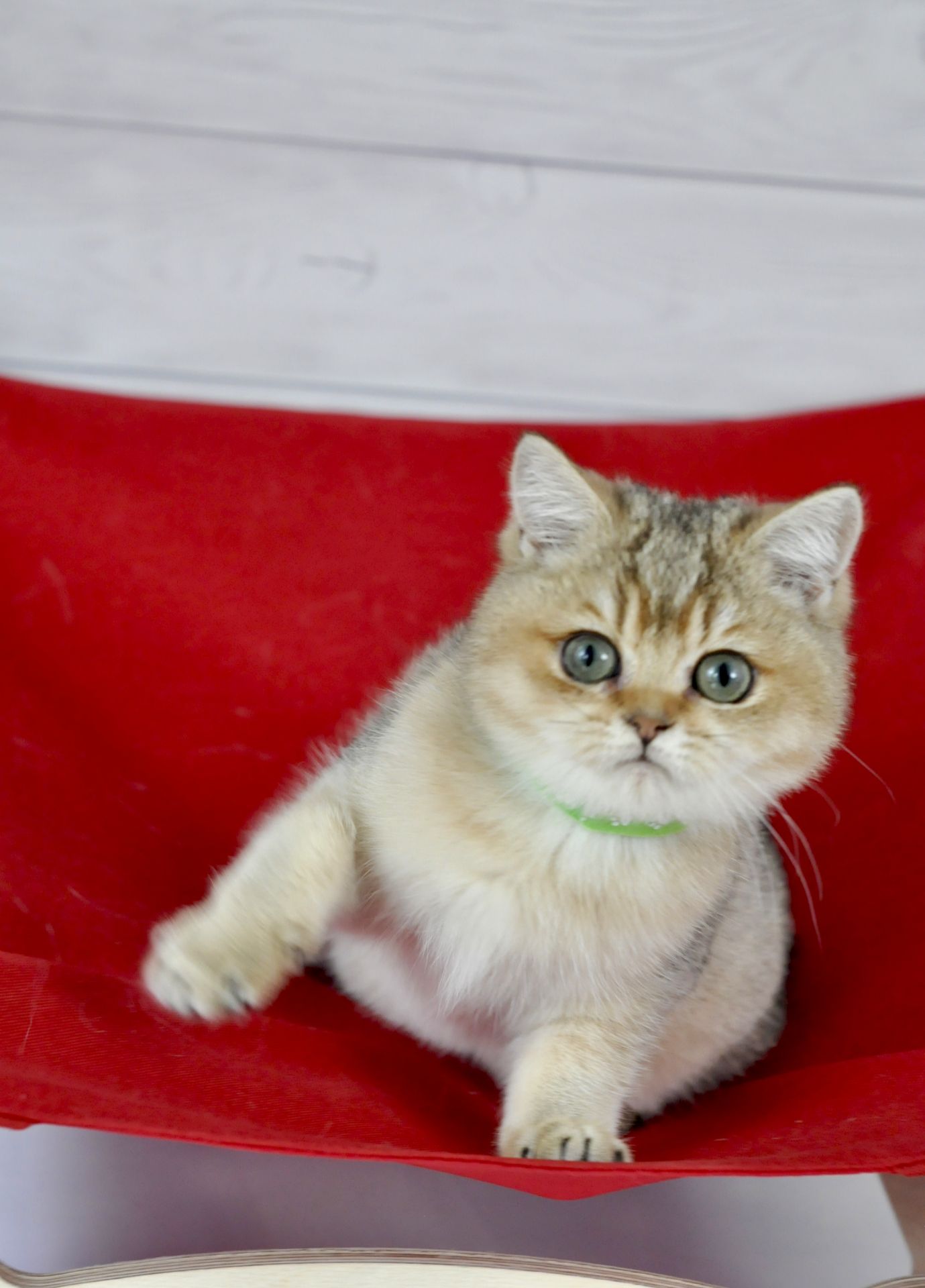 Золоті британці шиншила