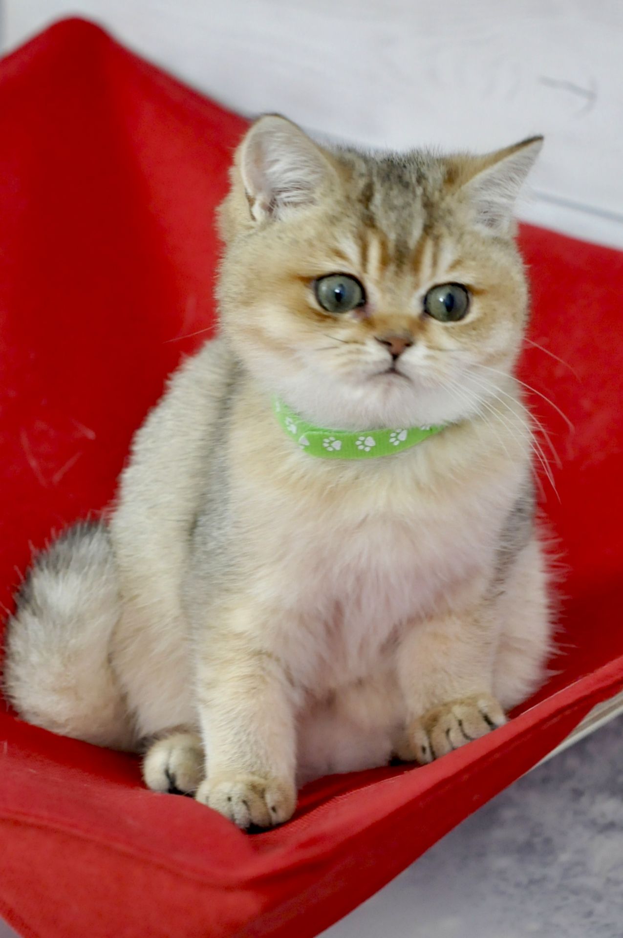 Золоті британці шиншила