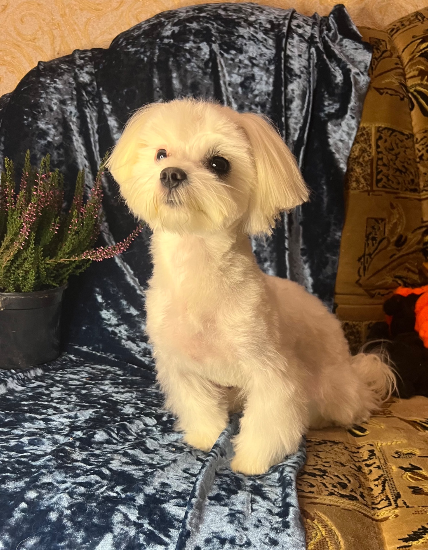 Підрощений хлопчик мальтезе КСУ