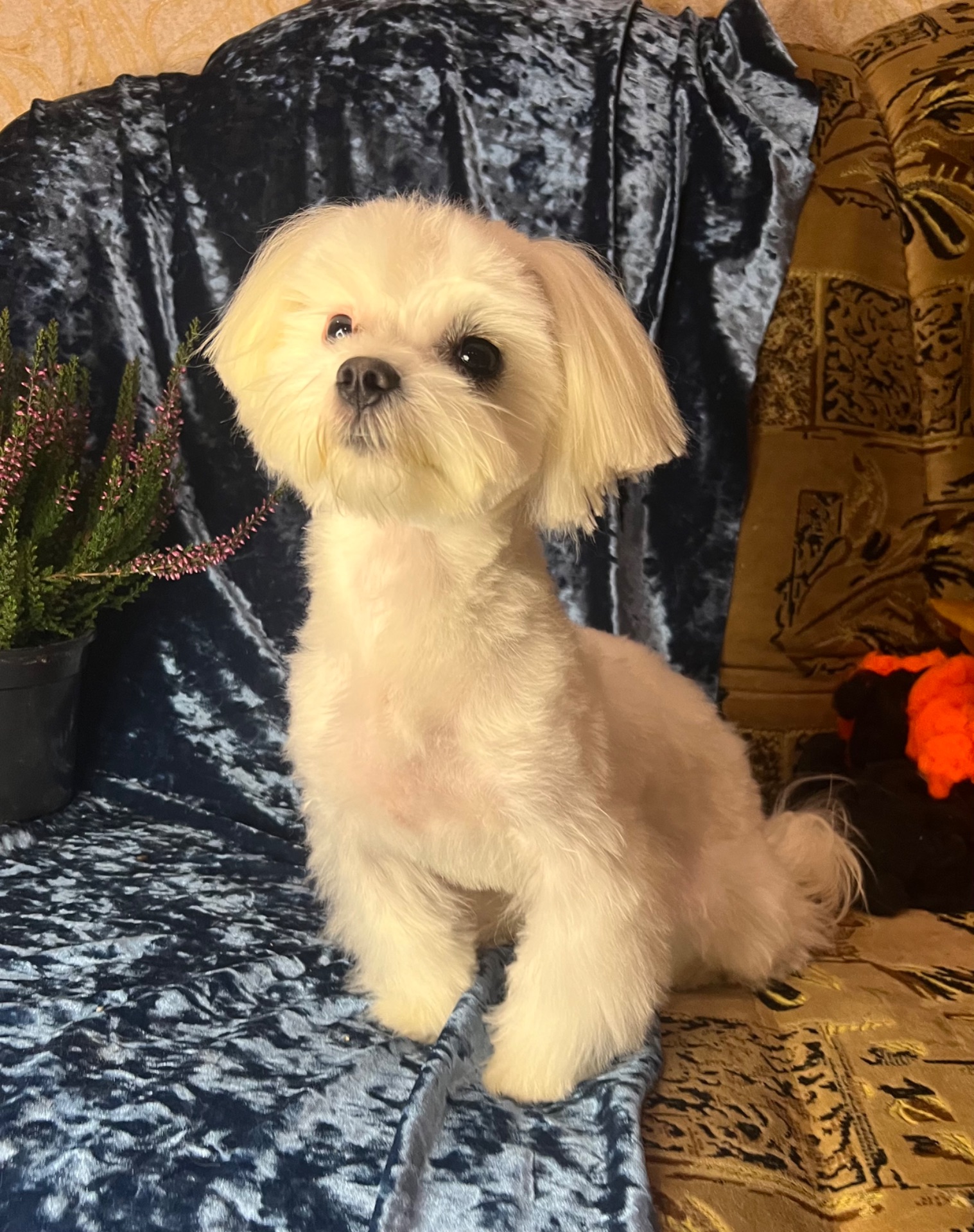 Підрощений хлопчик мальтезе КСУ