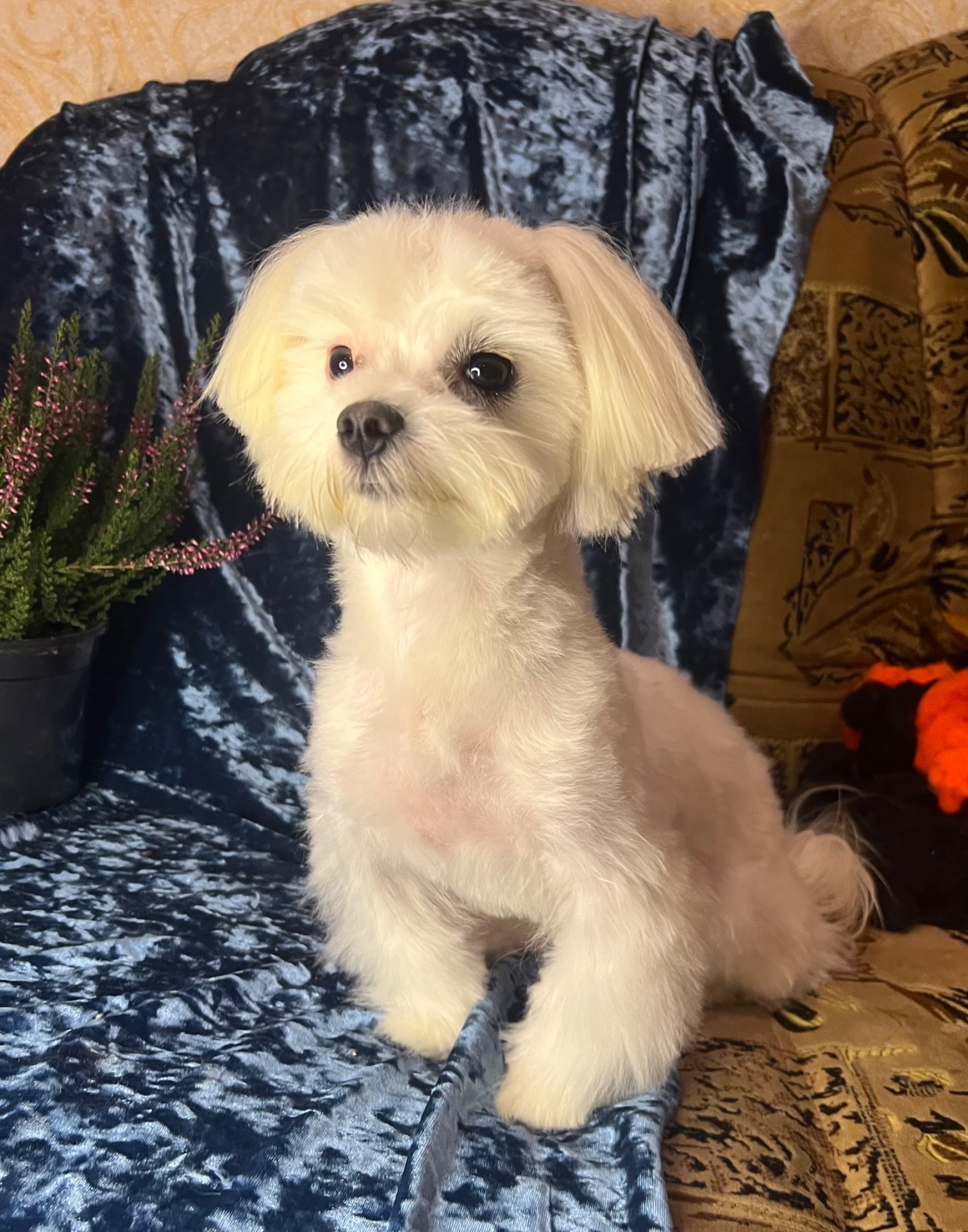 Підрощений хлопчик мальтезе КСУ