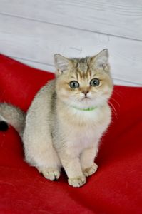 Золоті британці шиншила