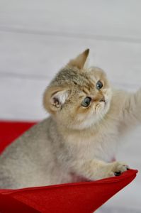 Золоті британці шиншила