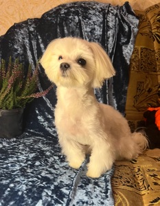 Підрощений хлопчик мальтезе КСУ