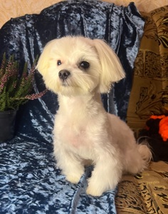 Підрощений хлопчик мальтезе КСУ