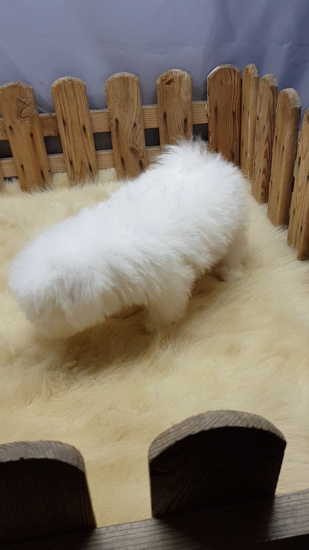 Мальтийская болонка