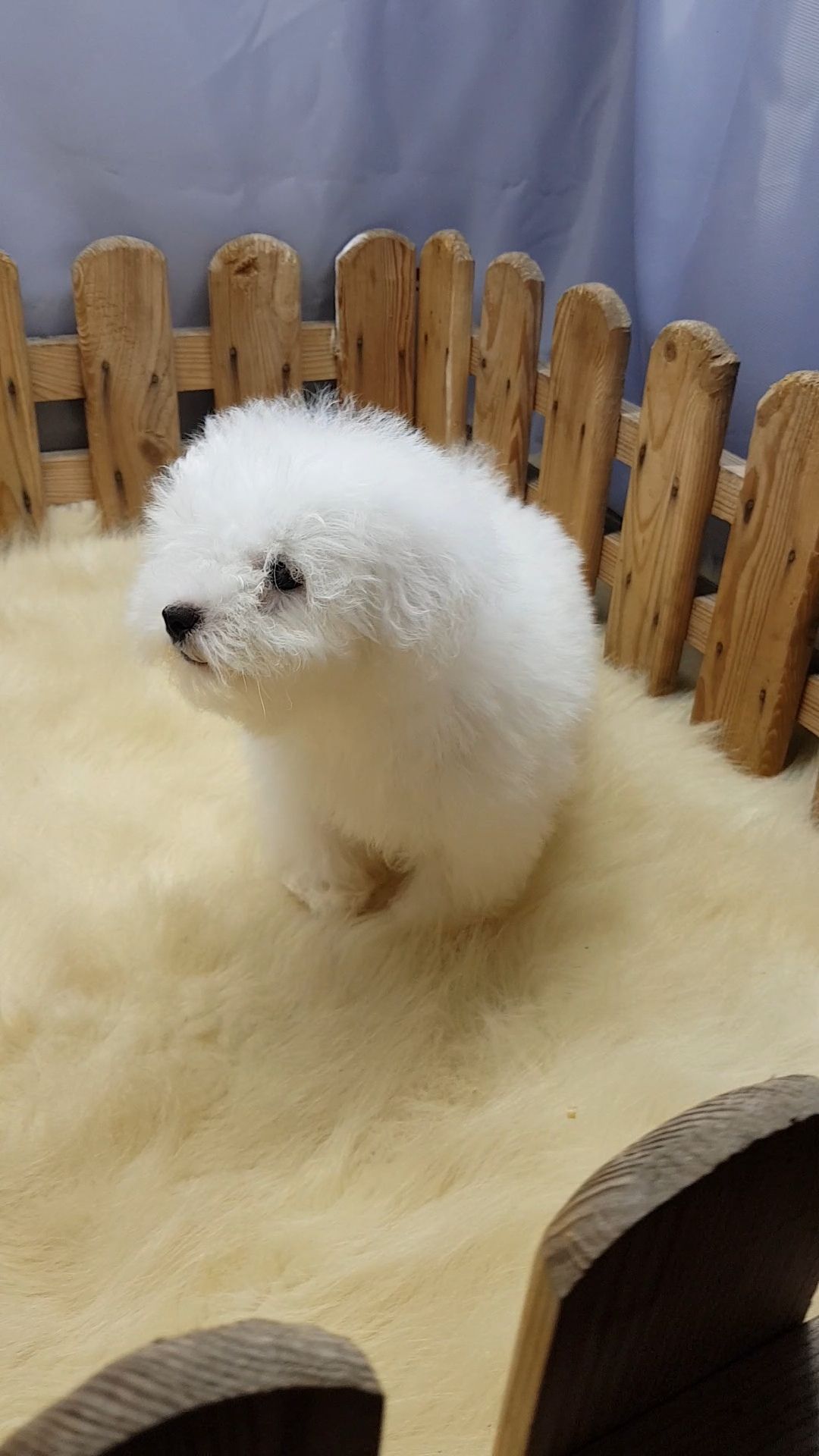 Мальтийская болонка