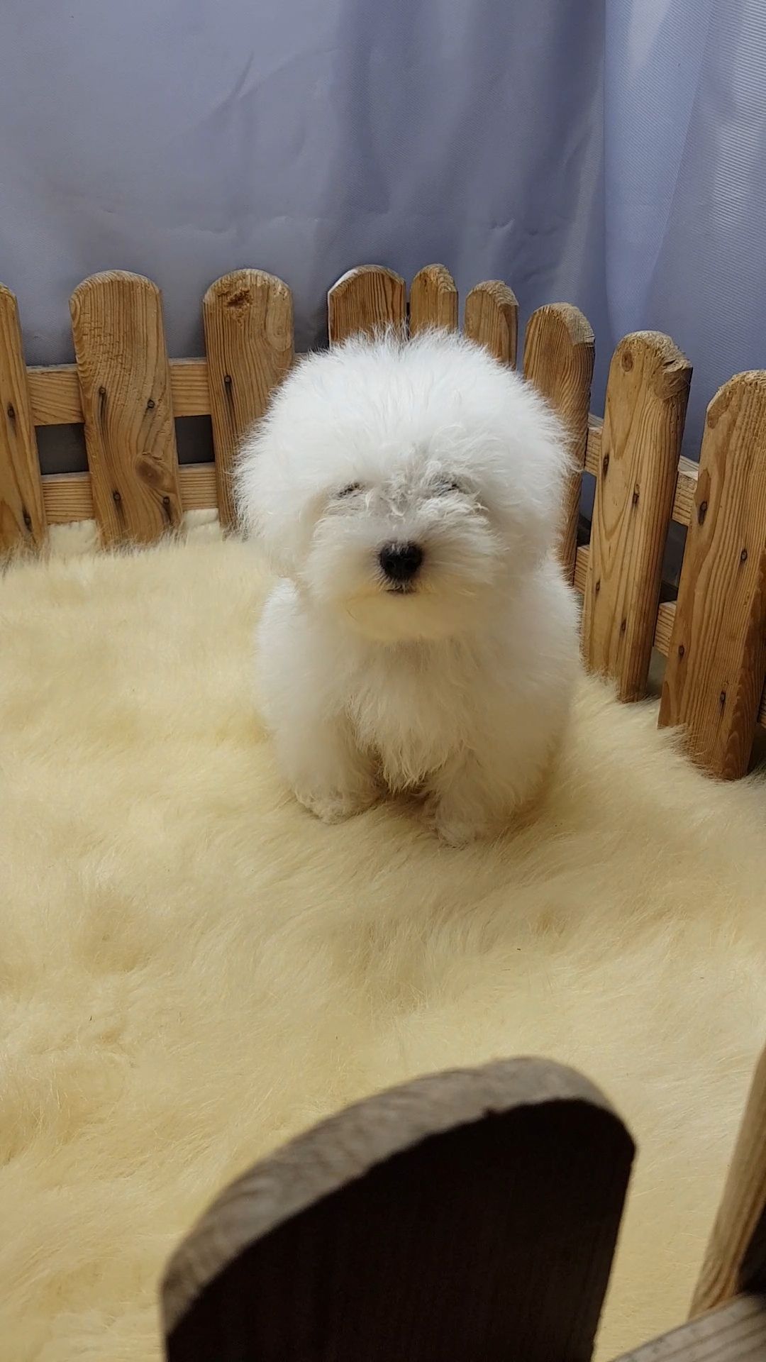 Мальтийская болонка