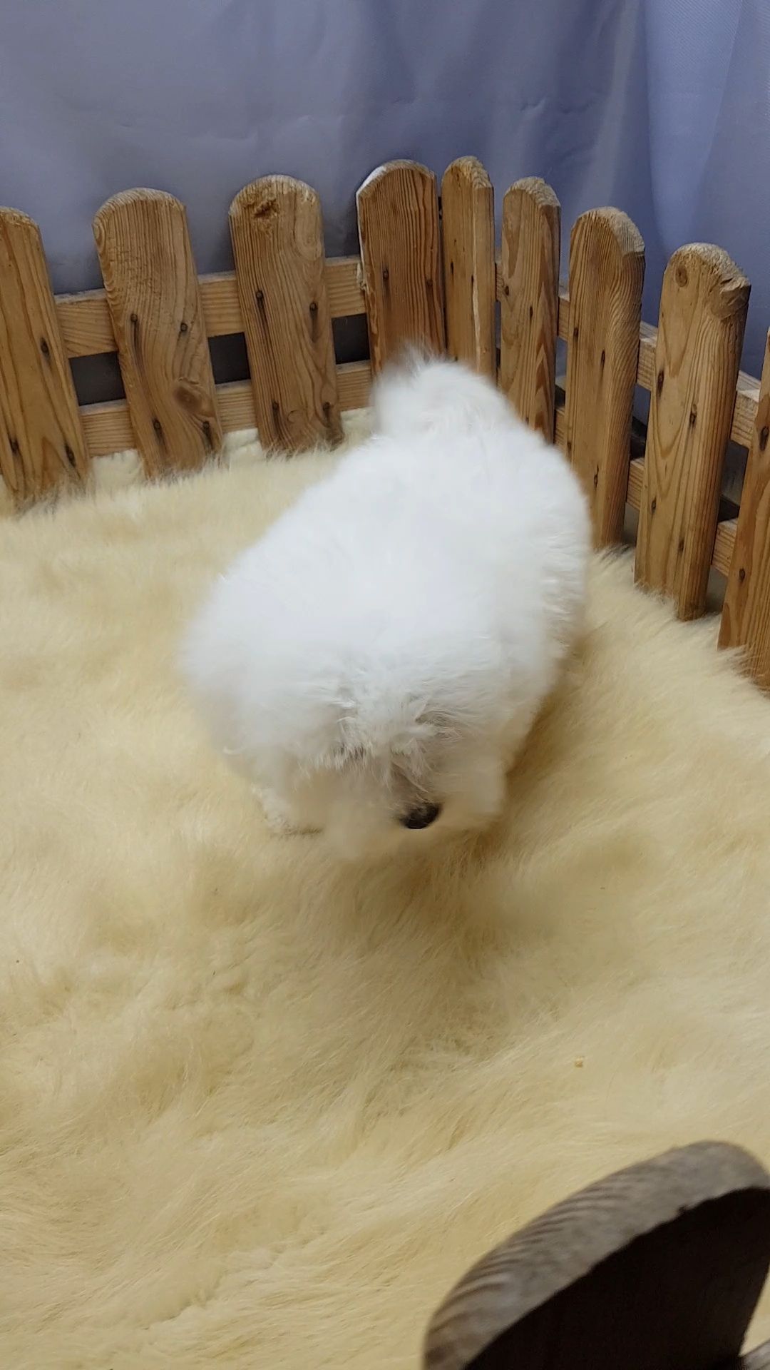 Мальтийская болонка