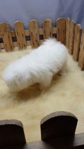 Мальтийская болонка