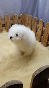 Мальтийская болонка