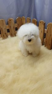 Мальтийская болонка