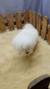 Мальтийская болонка