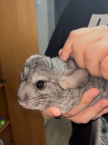 Шиншила шукає домівку