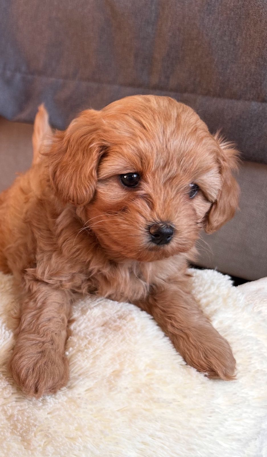 ДВЕ НЕВЕРОЯТНЫЕ ДЕВОЧКИ В ЛУЧШИЕ РУЧКИ