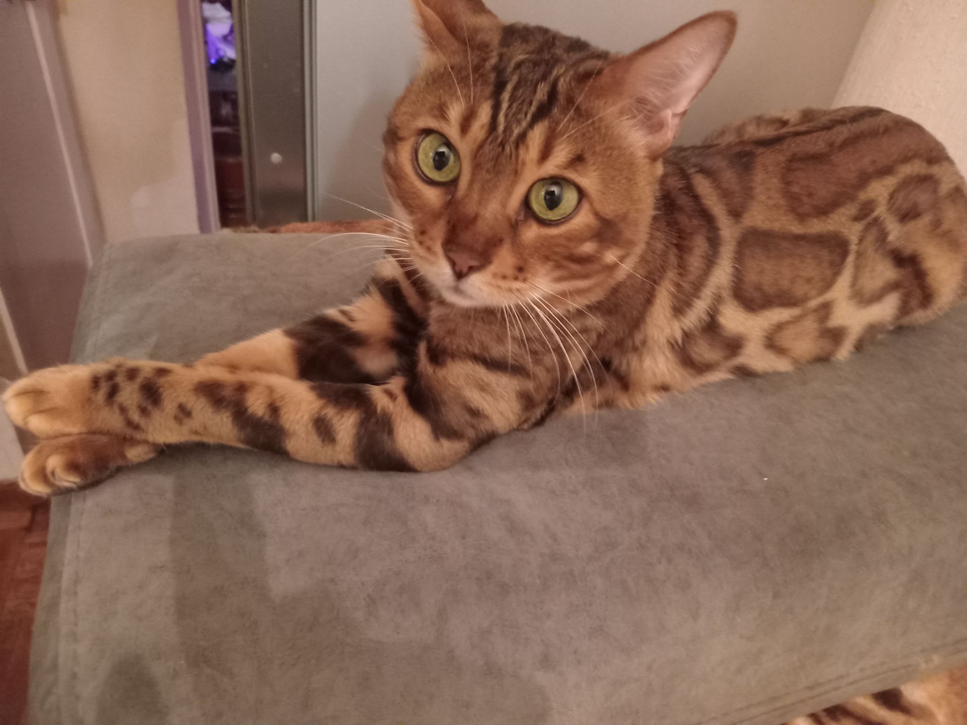 Мальчик бенгал два с половиной месяца