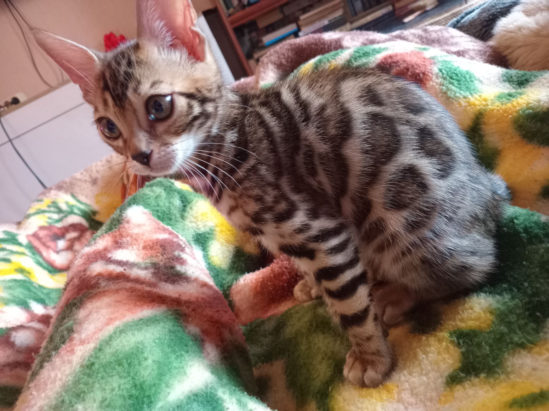 Мальчик бенгал два с половиной месяца