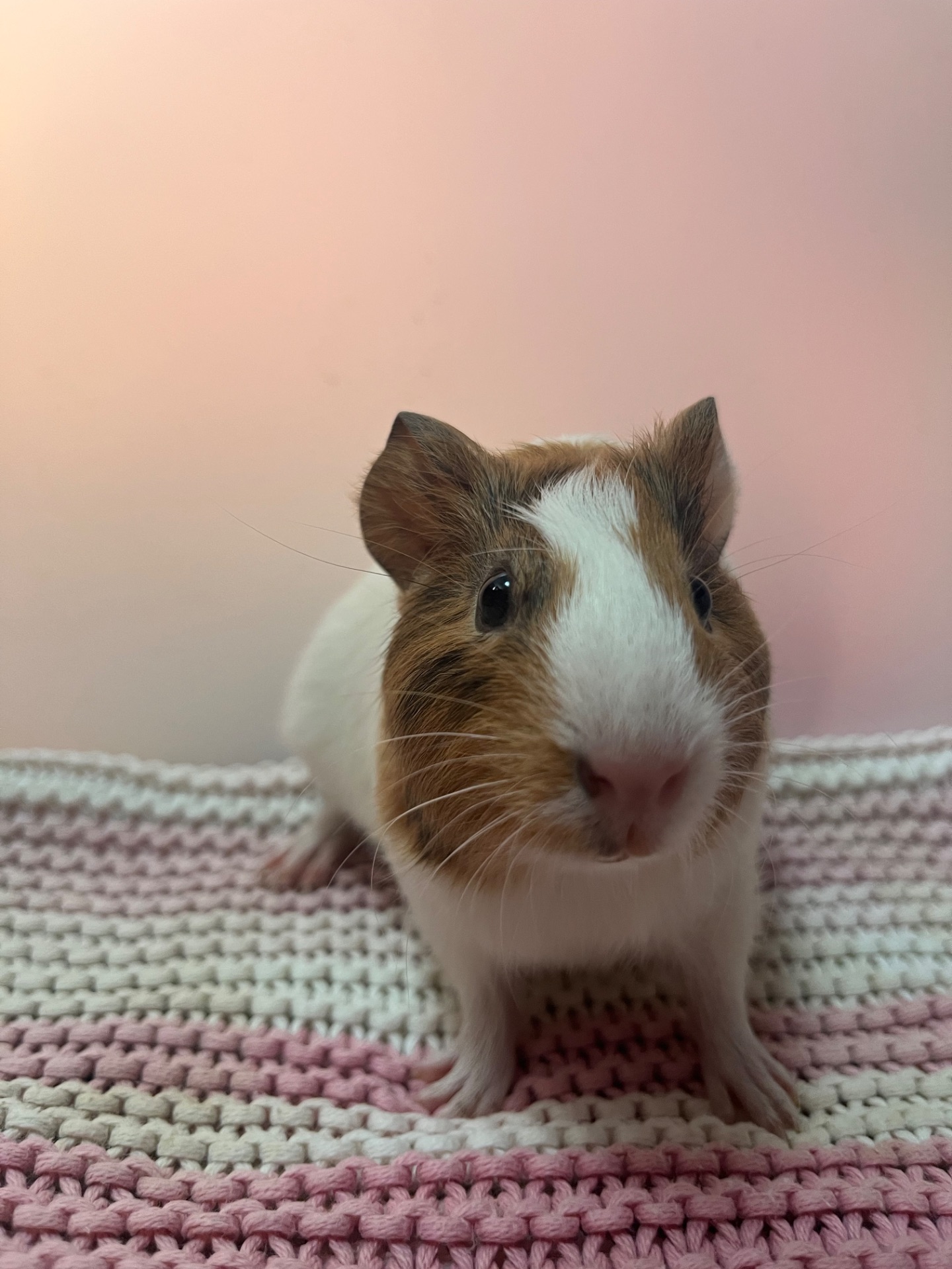 Гладкошерста дівчинка