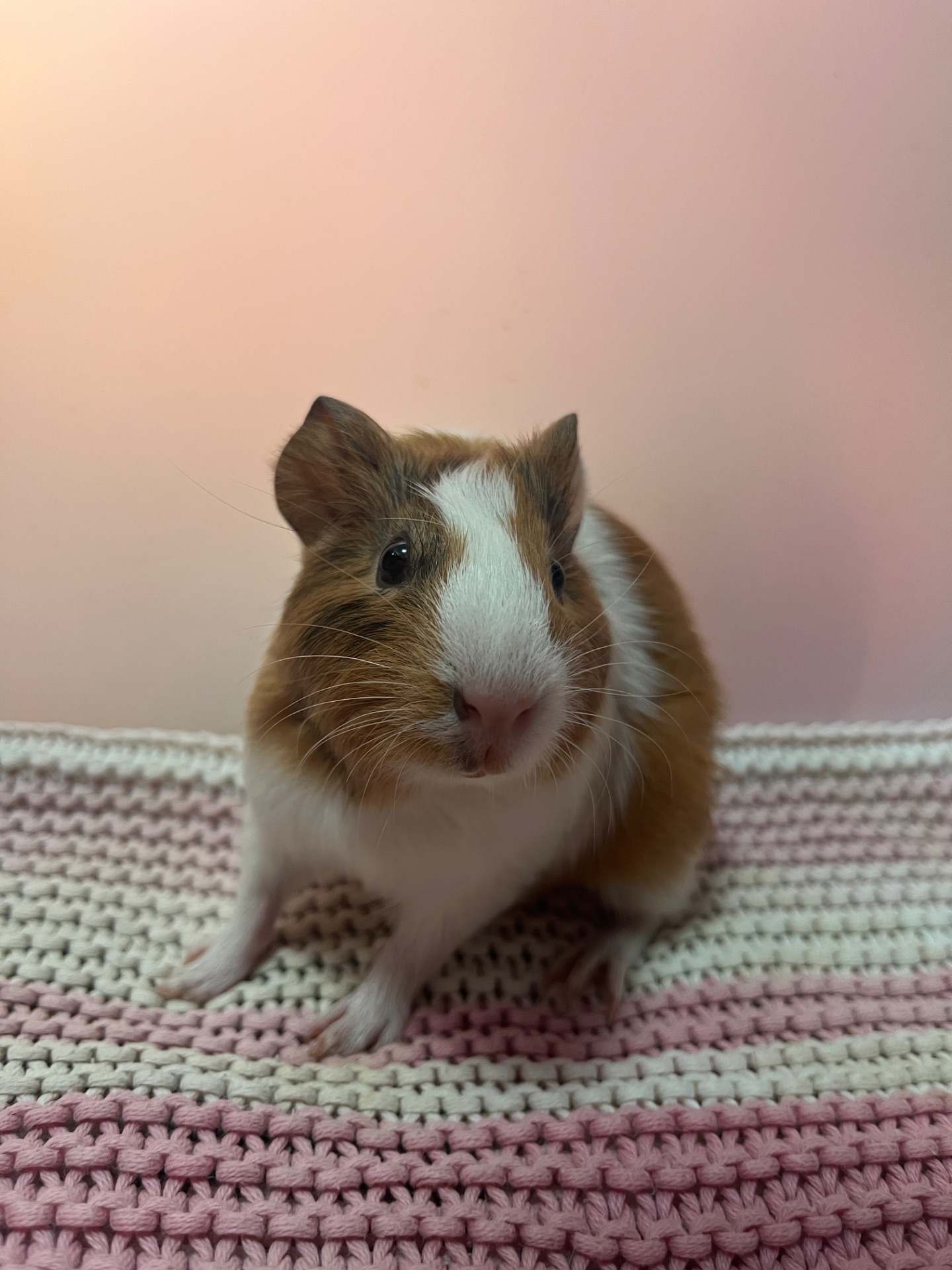 Гладкошерста дівчинка