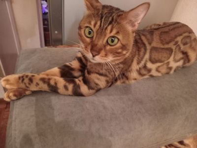 Мальчик бенгал два с половиной месяца