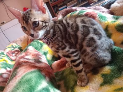 Мальчик бенгал два с половиной месяца