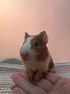 Гладкошерста дівчинка