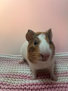 Гладкошерста дівчинка