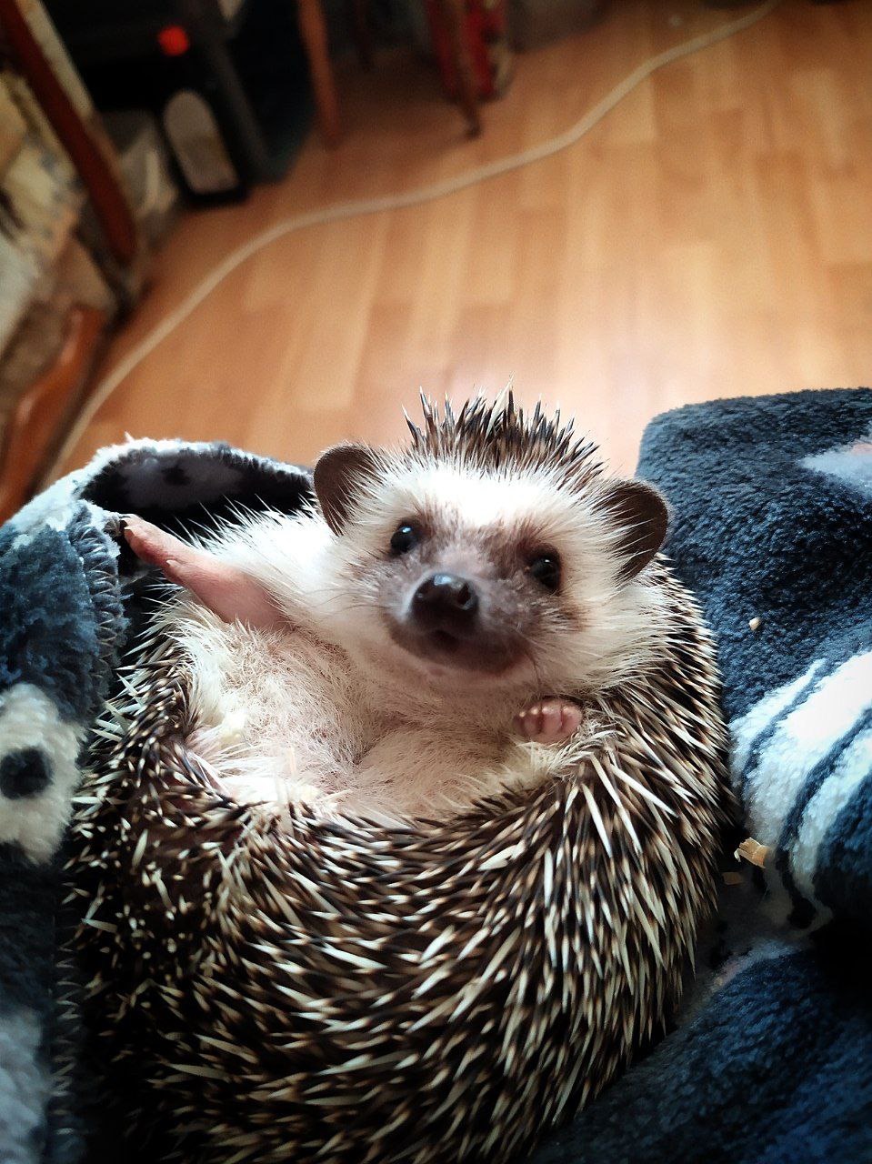 Африканский ежик