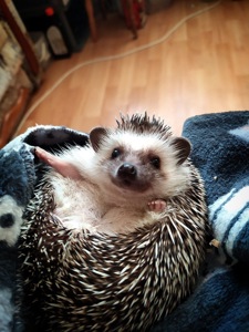 Африканский ежик