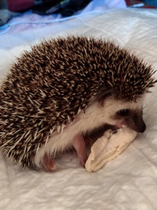 Африканский ежик