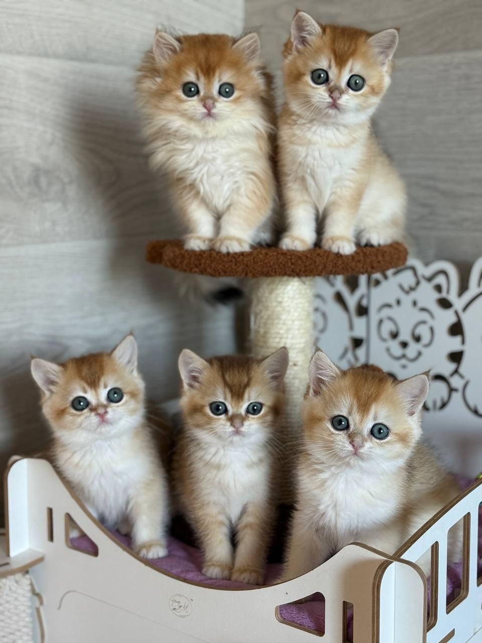 Британские котята золотая шиншилла